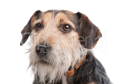 mixed breed dog