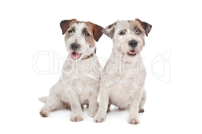 Jack Russel Terrier