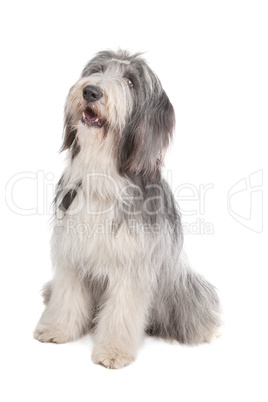 bearded collie