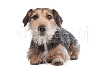 mixed breed dog