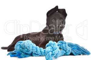 Black Shepherd puppy dog with a blue toy rope
