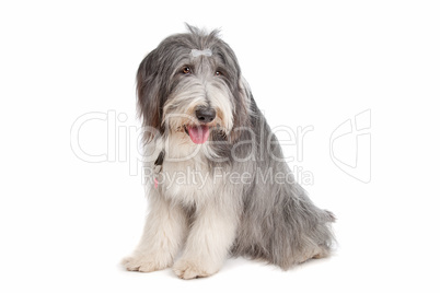 bearded collie