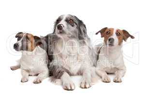 Two Jack Russel Terrier dogs and a Border collie