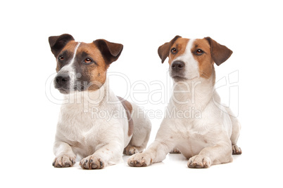 Jack Russel Terrier