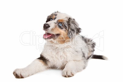 Australian Shepherd