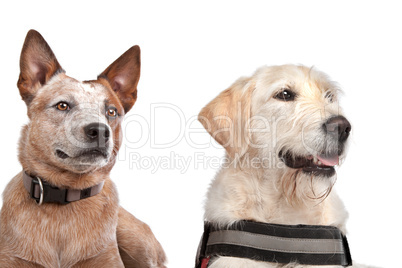 Labrador and Australian Cattle dog