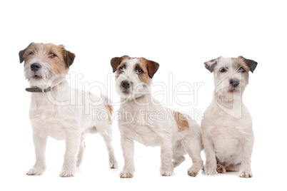 Jack Russel Terrier