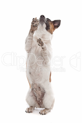 Jack Russel Terrier