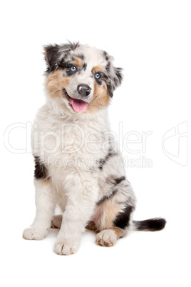 Australian Shepherd