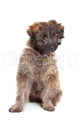 Pyrenean Shepherd puppy