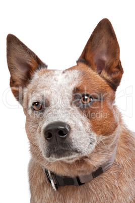 Australian Cattle Dog