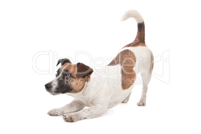 Jack Russel Terrier