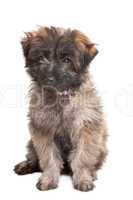 Pyrenean Shepherd puppy
