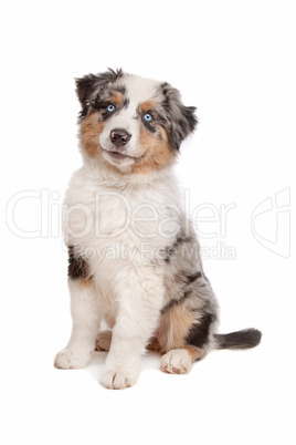 Australian Shepherd