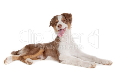 Australian Shepherd