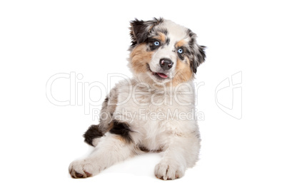 Australian Shepherd