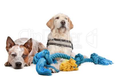 Labrador and Australian Cattle dog