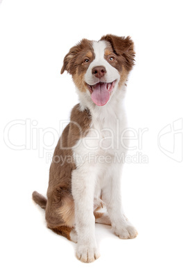 Australian Shepherd