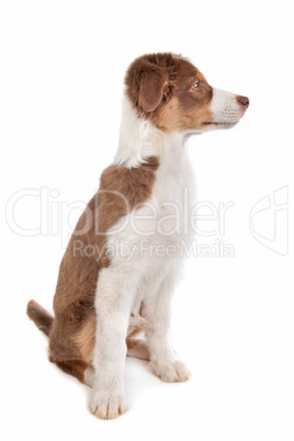 Australian Shepherd