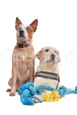 Labrador and Australian Cattle dog