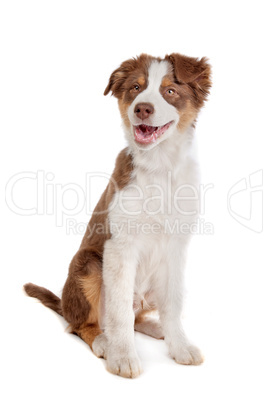 Australian Shepherd