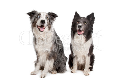 Border Collie and Australian Shepherd