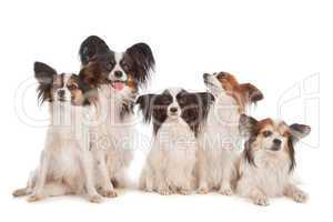 group of five papillon dogs