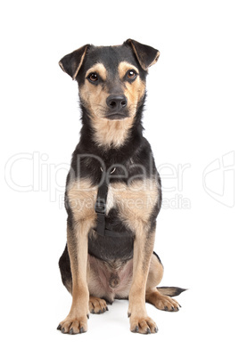 mixed breed dog