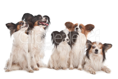 group of five papillon dogs