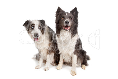 Border Collie and Australian Shepherd