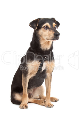 mixed breed dog