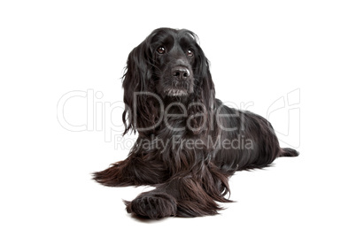 English Cocker Spaniel