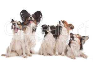 group of five papillon dogs