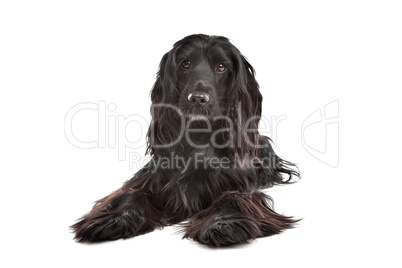 English Cocker Spaniel