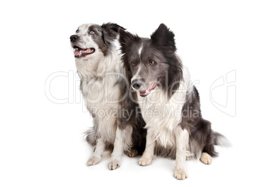 Border Collie and Australian Shepherd