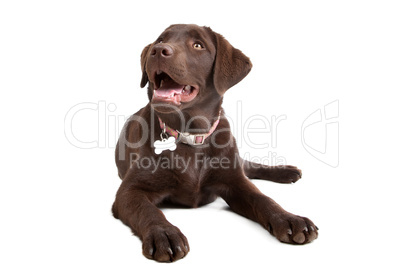 Chocolate Labrador