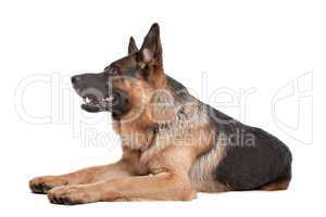 German shepherd