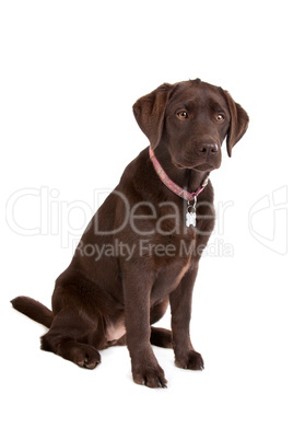 Chocolate Labrador