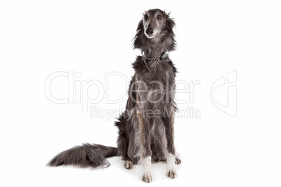 Silken windhound