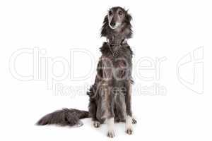 Silken windhound