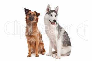 Siberian Husky puppy and mixed breed dog