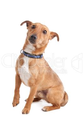 mixed breed dog