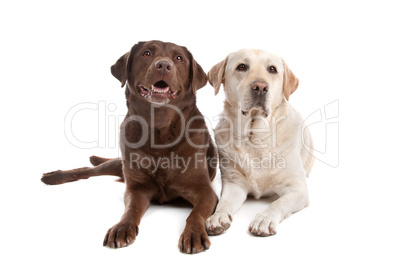 Yellow and chocolate Labrador