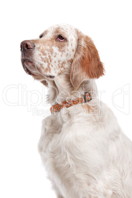 English Setter