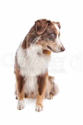 Australian Shepherd