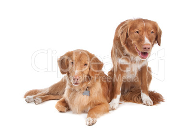 two Nova Scotia Duck Tolling Retriever dogs