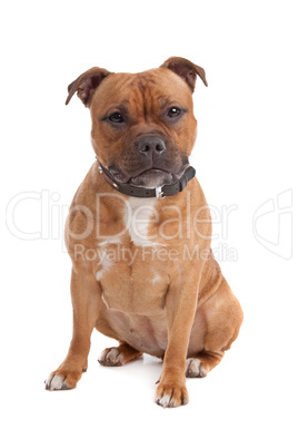 Staffordshire bull terrier