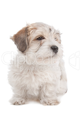 mix Maltese Puppy dog