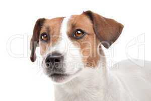 Jack Russel Terrier