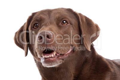 Chocolate Labrador